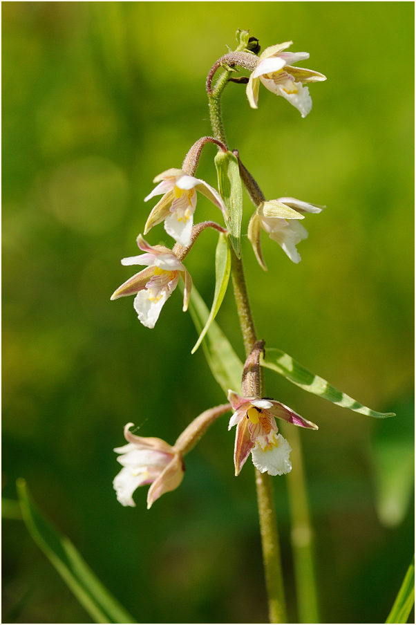 Sumpf-Stendelwurz (Epipactis palustris)