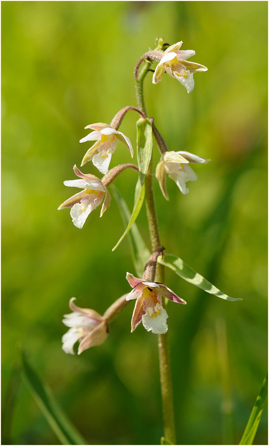 Sumpf-Stendelwurz (Epipactis palustris)