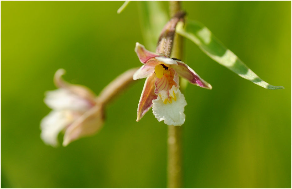 Sumpf-Stendelwurz (Epipactis palustris)