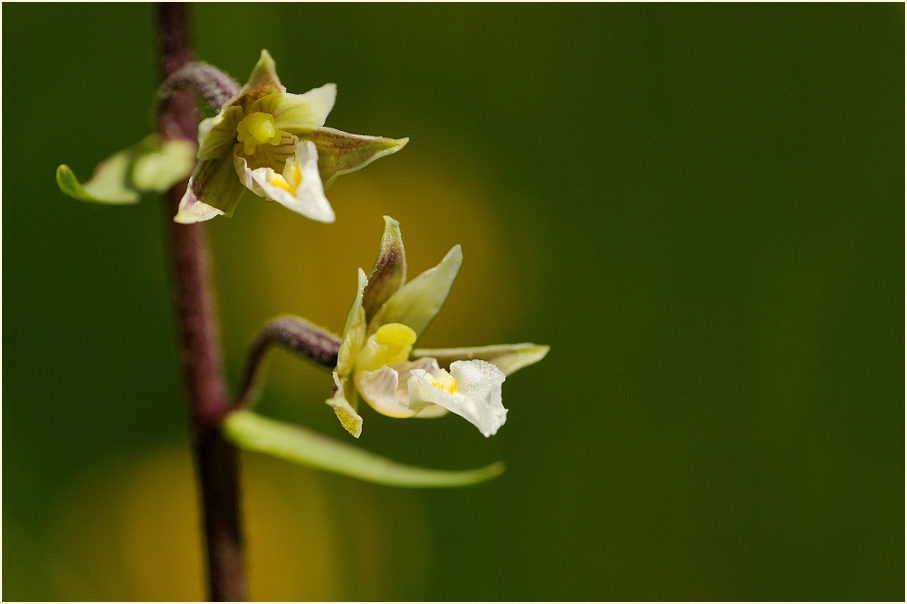 Sumpf-Stendelwurz (Epipactis palustris)