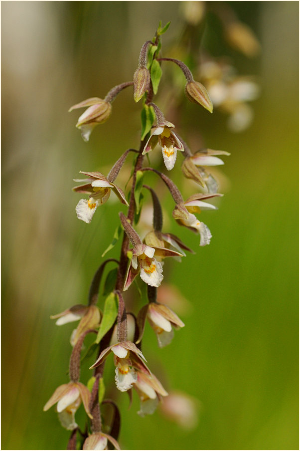 Sumpf-Stendelwurz (Epipactis palustris)