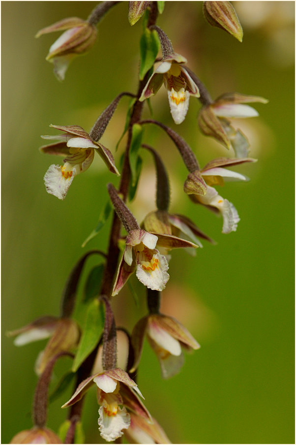 Sumpf-Stendelwurz (Epipactis palustris)