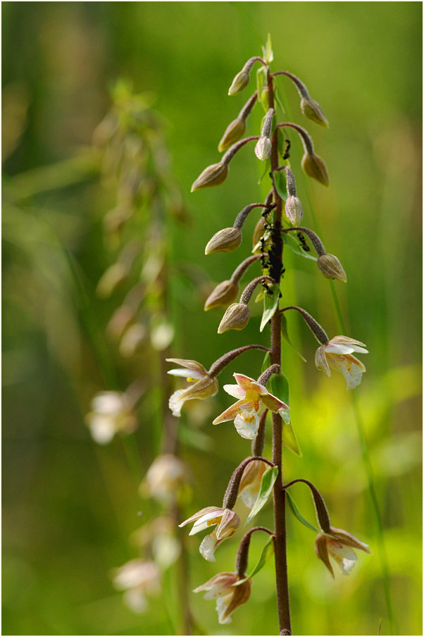 Sumpf-Stendelwurz (Epipactis palustris)