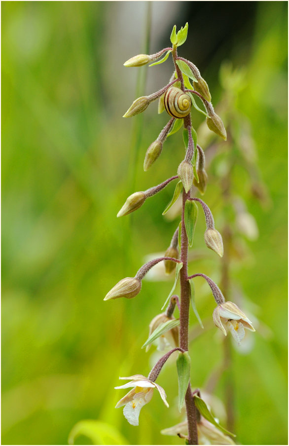 Sumpf-Stendelwurz (Epipactis palustris)