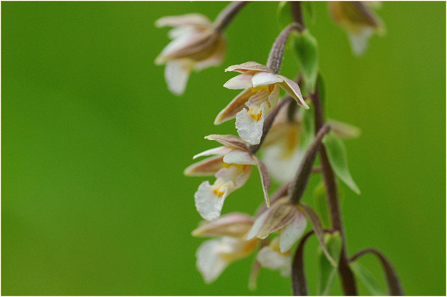 Sumpf-Stendelwurz (Epipactis palustris)