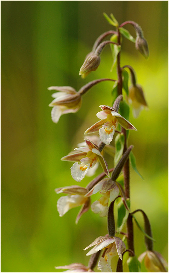 Sumpf-Stendelwurz (Epipactis palustris)