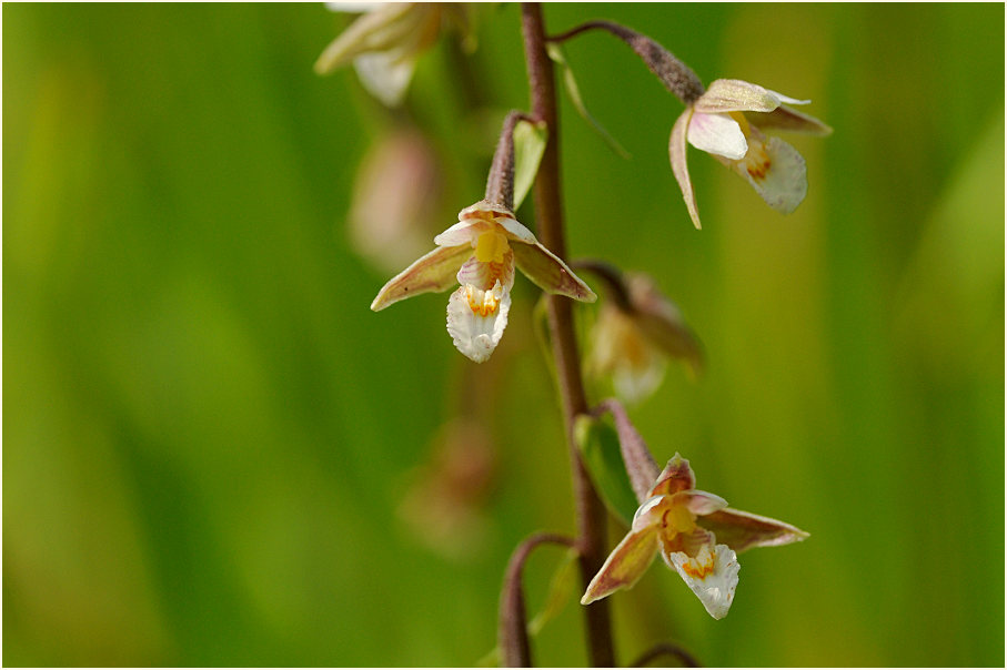 Sumpf-Stendelwurz (Epipactis palustris)