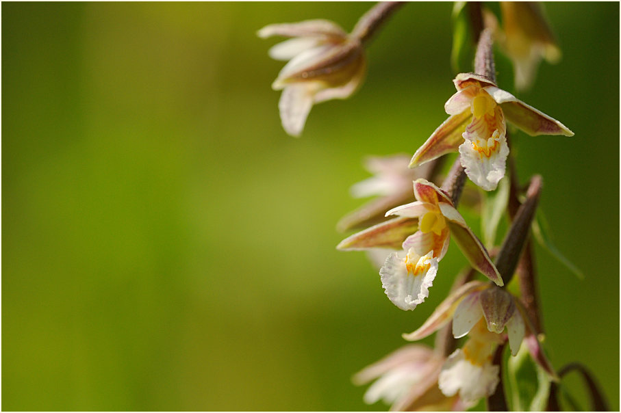 Sumpf-Stendelwurz (Epipactis palustris)