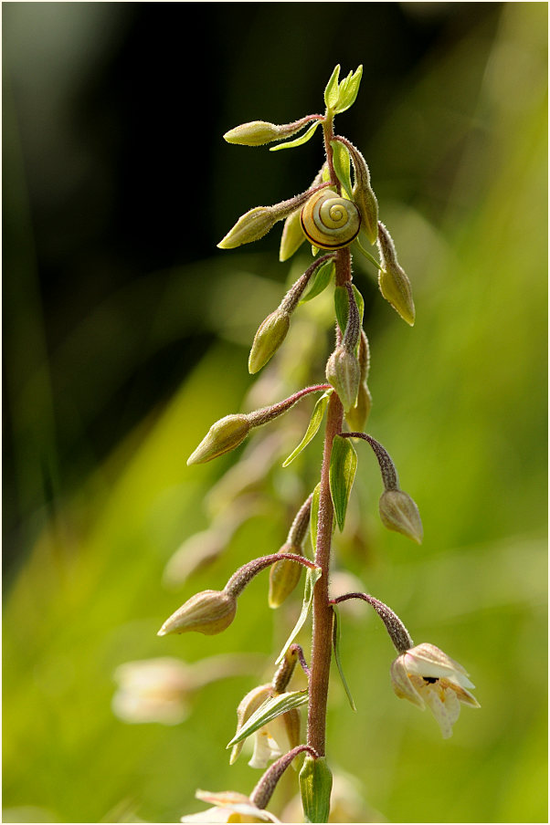 Sumpf-Stendelwurz (Epipactis palustris)