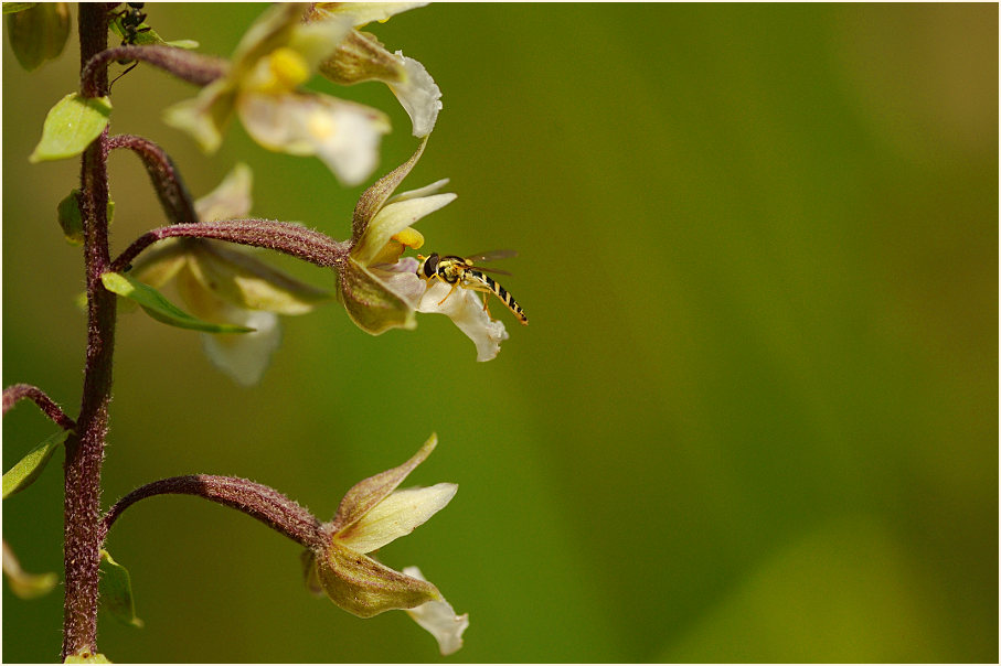 Sumpf-Stendelwurz (Epipactis palustris)