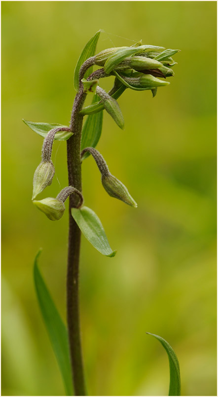 Sumpf-Stendelwurz (Epipactis palustris)