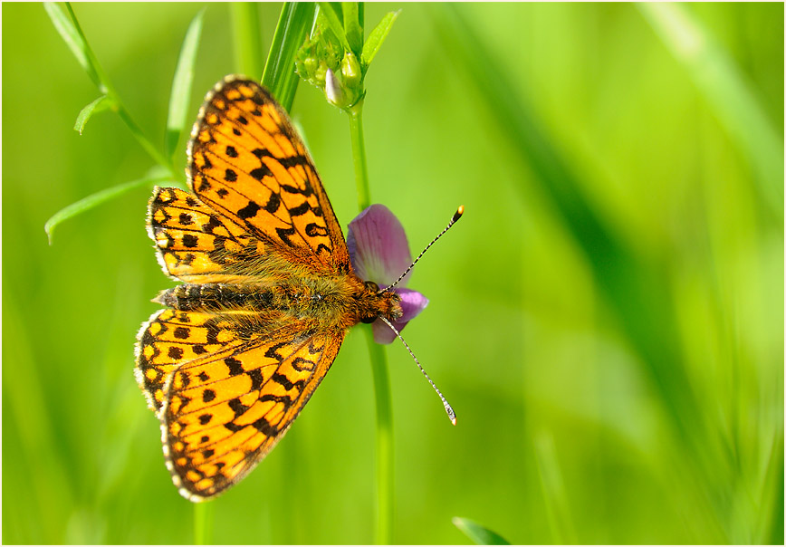 Sumpfwiesen-Perlmuttfalter (Boloria selene)