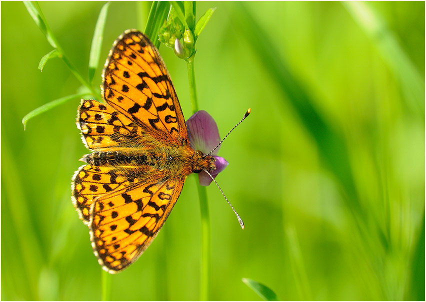 Sumpfwiesen-Perlmuttfalter (Boloria selene)