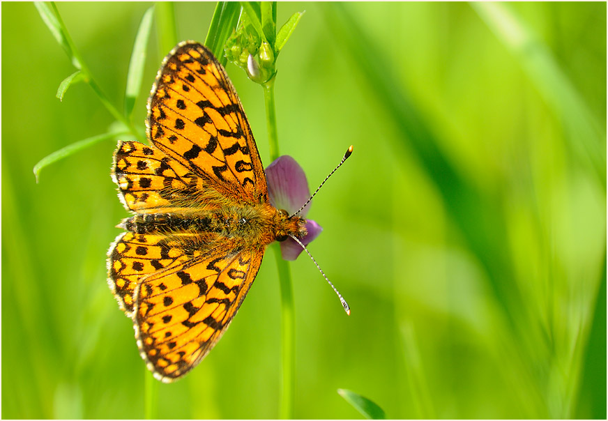 Sumpfwiesen-Perlmuttfalter (Boloria selene)
