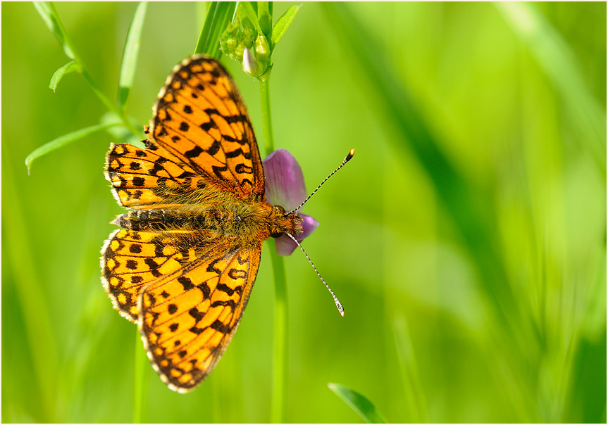 Sumpfwiesen-Perlmuttfalter (Boloria selene)
