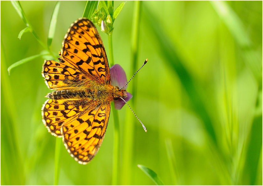 Sumpfwiesen-Perlmuttfalter (Boloria selene)