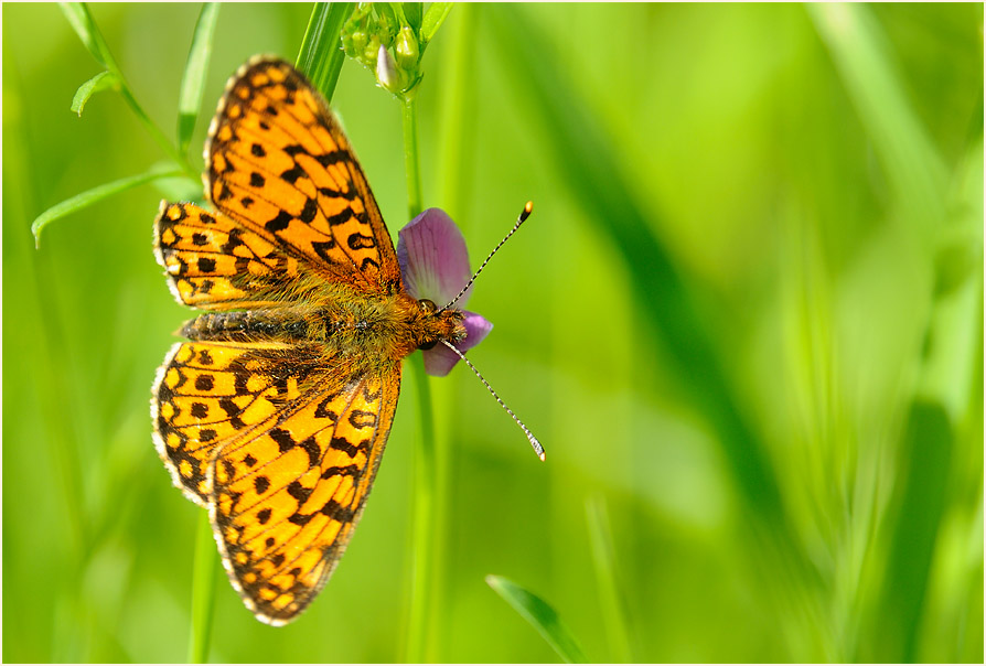 Sumpfwiesen-Perlmuttfalter (Boloria selene)