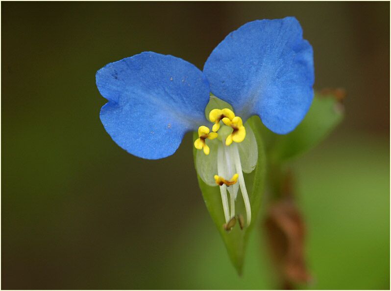 Tagblume (Commelina communis)