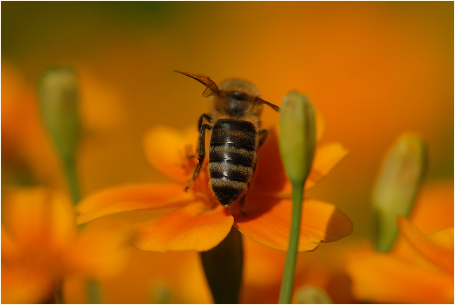 Studentenblume (Tagetes)