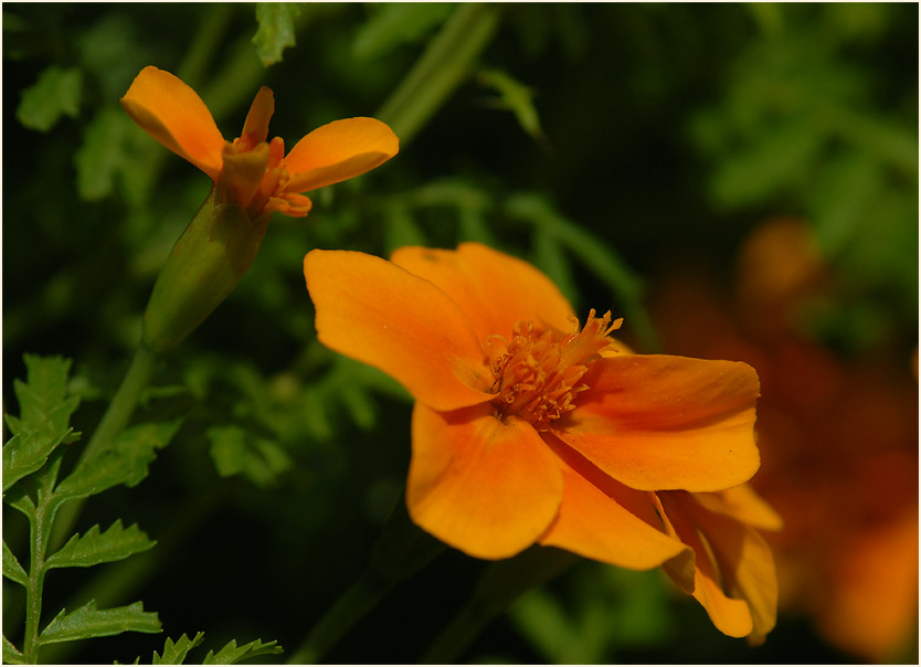 Studentenblume (Tagetes)