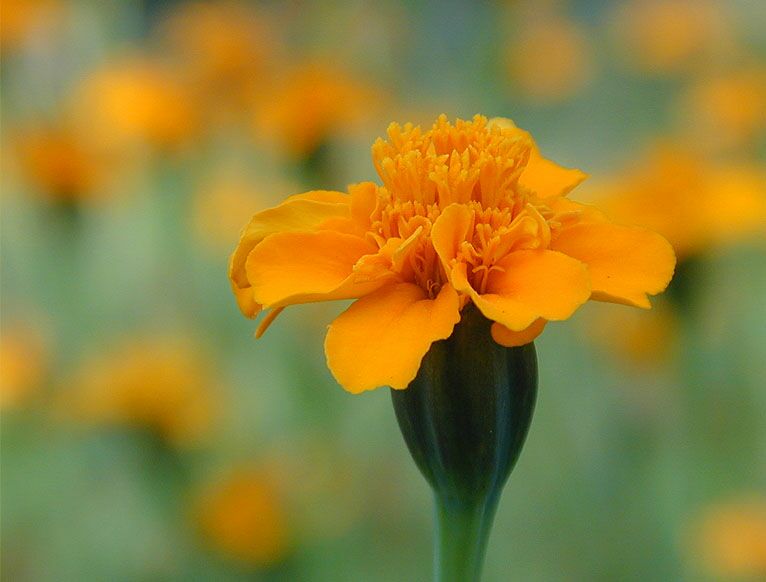 Studentenblume (Tagetes)