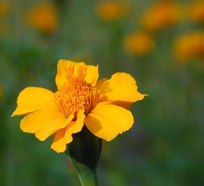 Studentenblume (Tagetes)