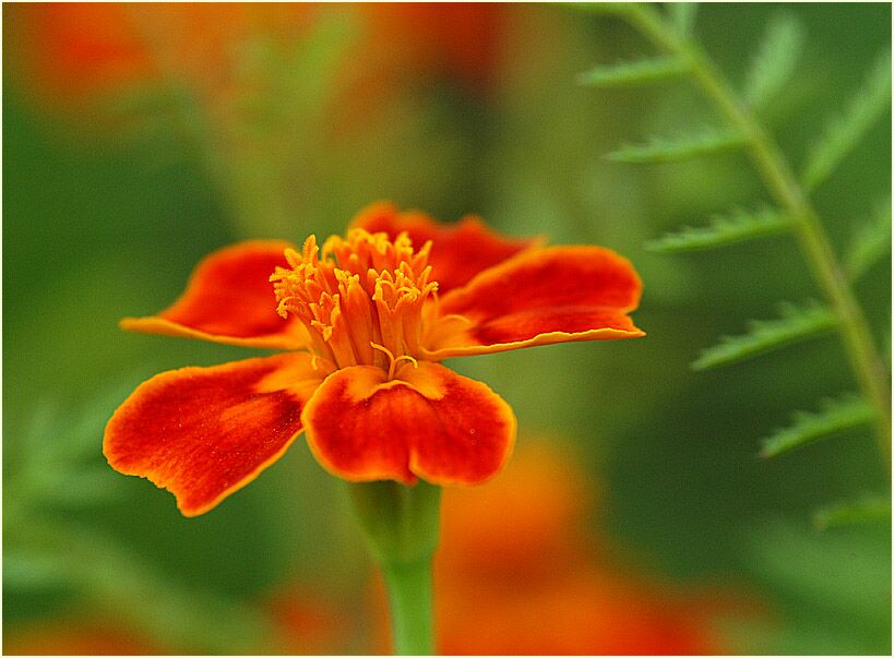 Studentenblume (Tagetes)