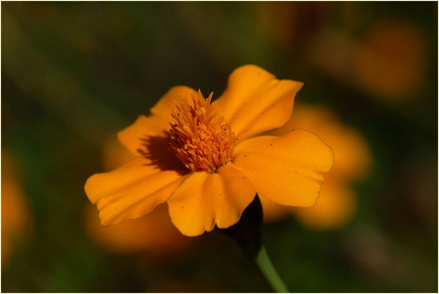 Studentenblume (Tagetes)