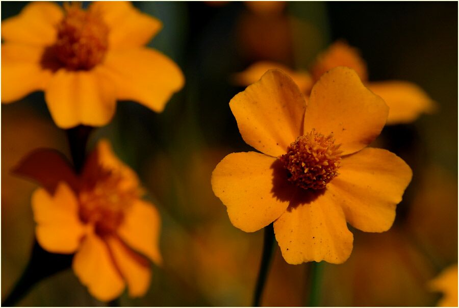 Studentenblume (Tagetes)