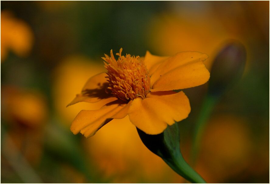 Studentenblume (Tagetes)