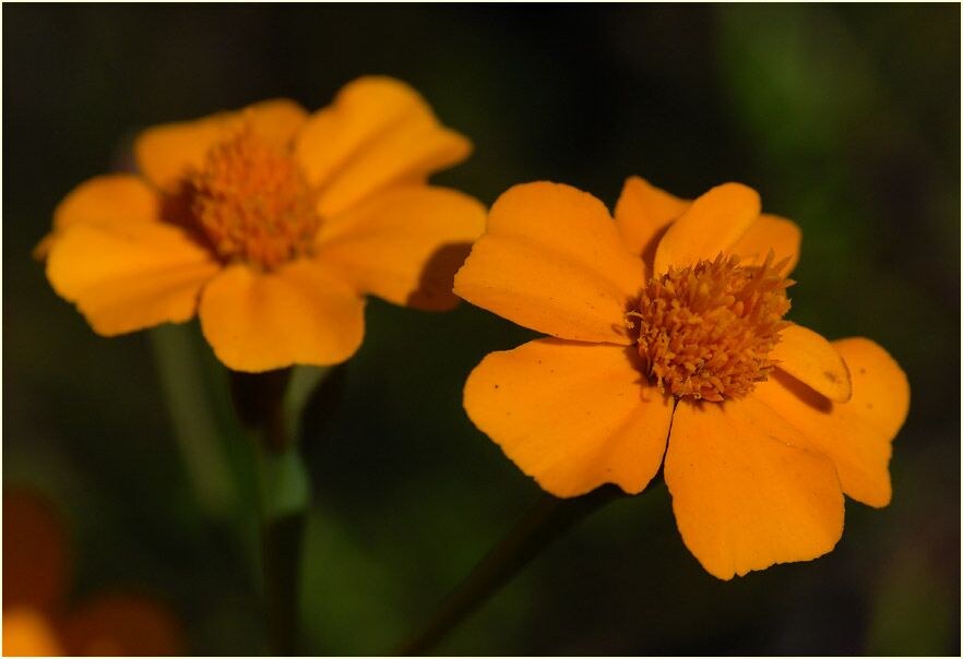 Studentenblume (Tagetes)