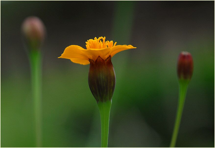 Studentenblume (Tagetes)