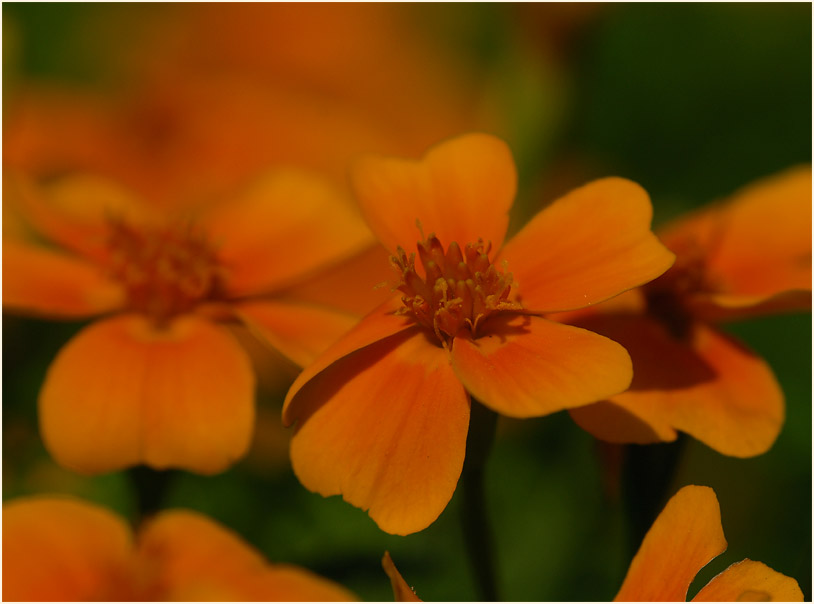 Studentenblume (Tagetes)