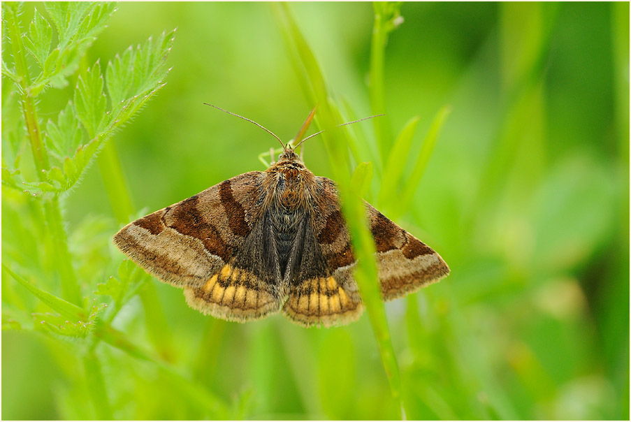 Schmetterling, Braune Tageule