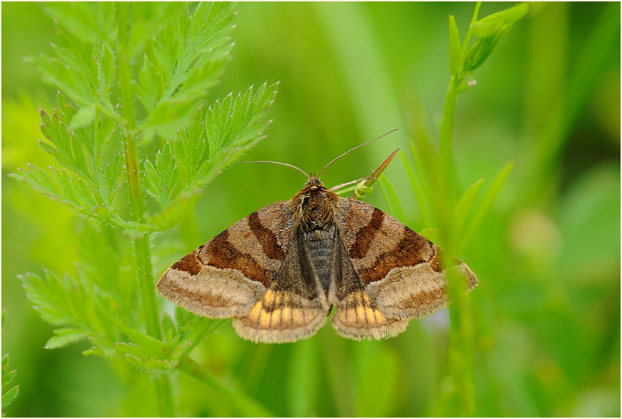 Schmetterling, Braune Tageule