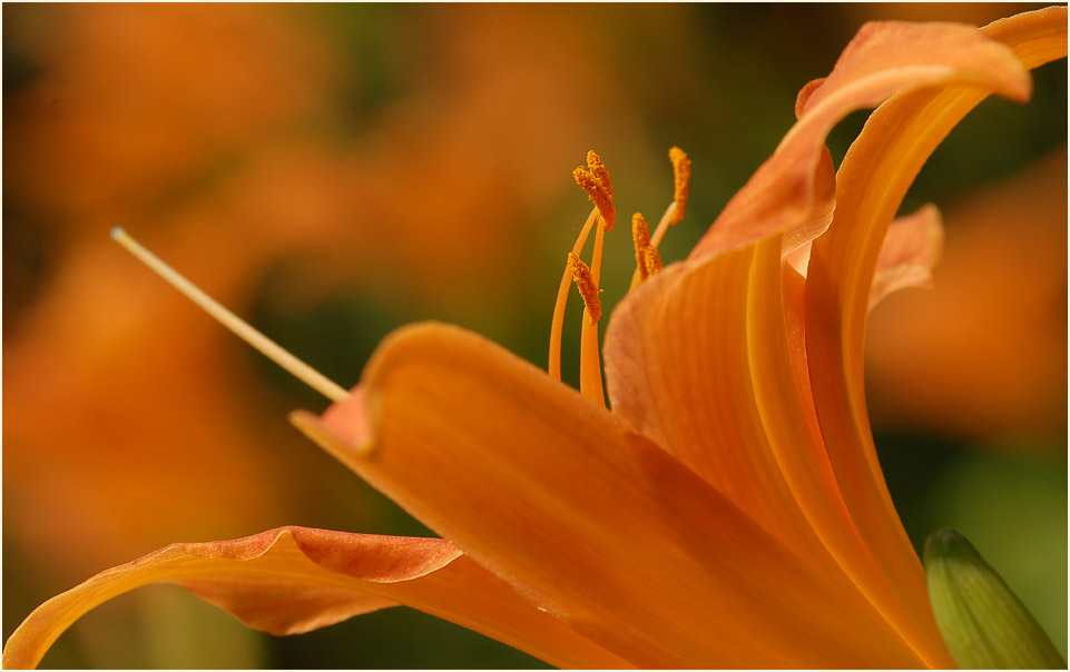 Taglilie (Hemerocallis)