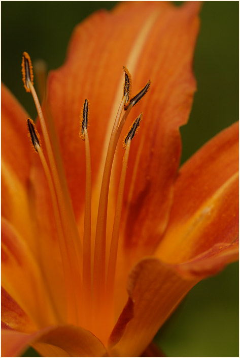 Taglilie (Hemerocallis)