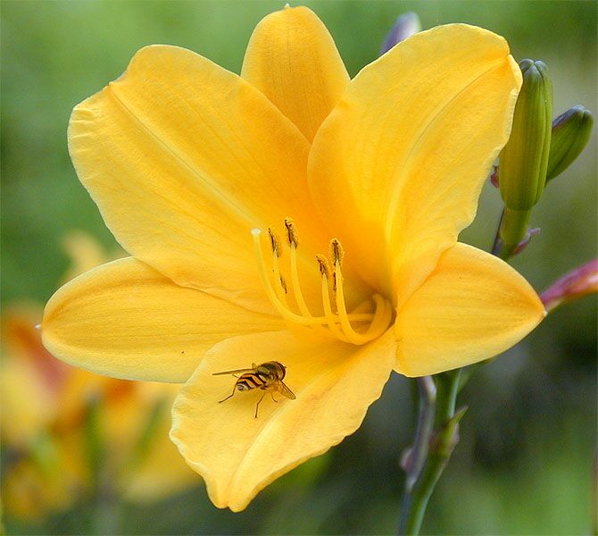 Taglilie (Hemerocallis)