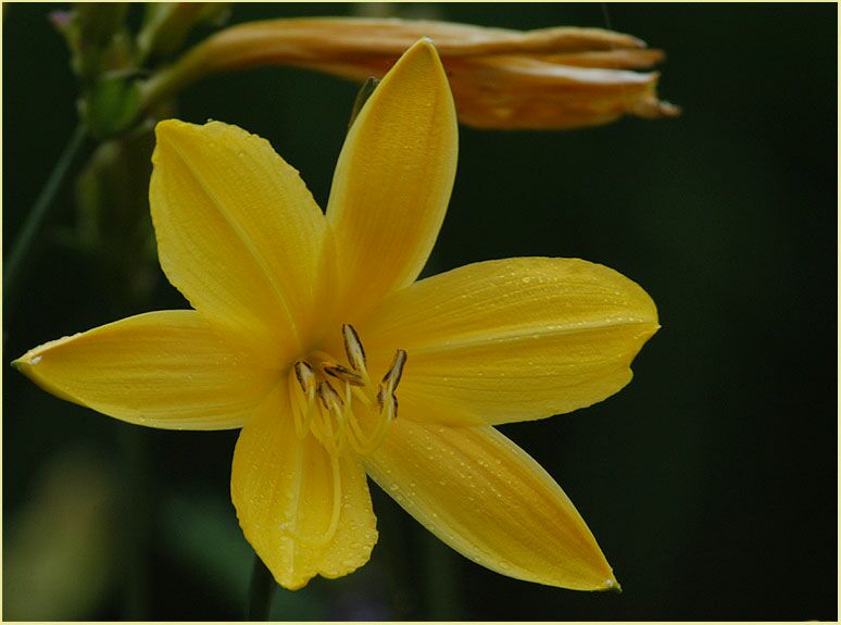 Taglilie (Hemerocallis)