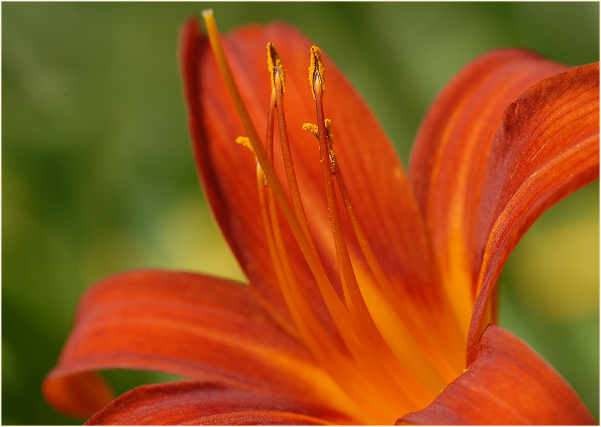 Taglilie (Hemerocallis)