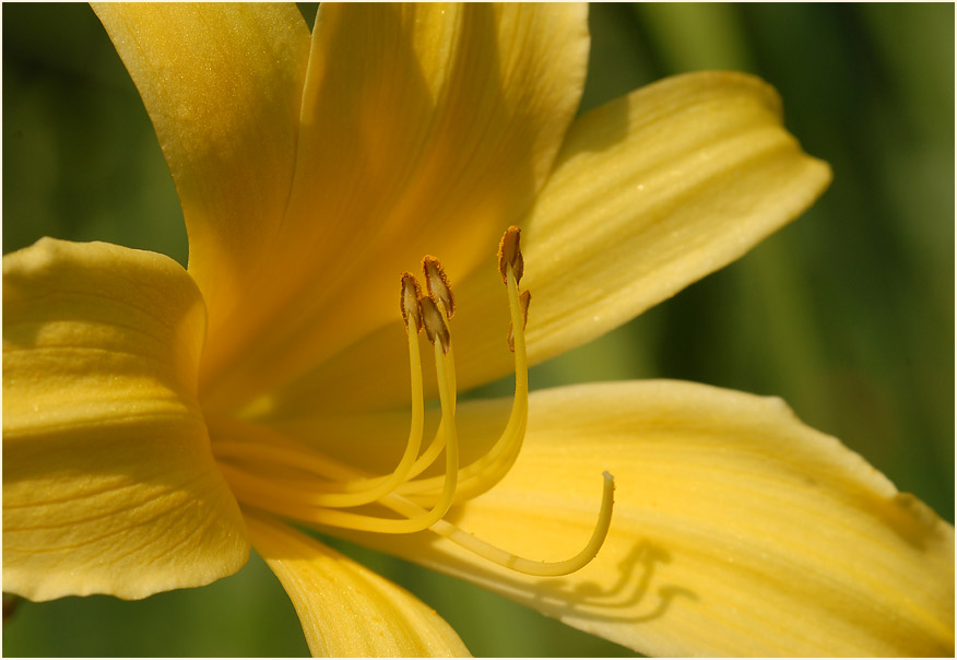 Taglilie (Hemerocallis)