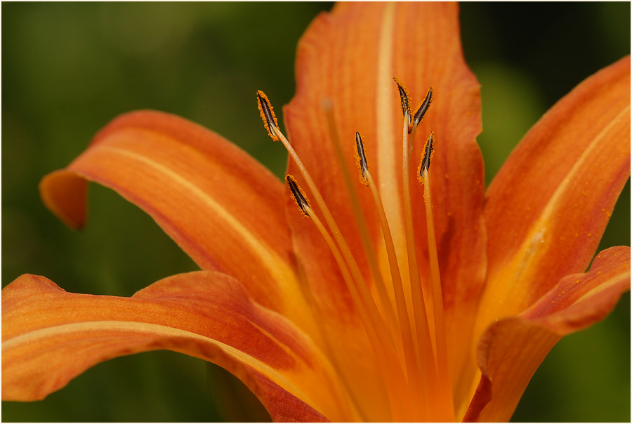 Taglilie (Hemerocallis)