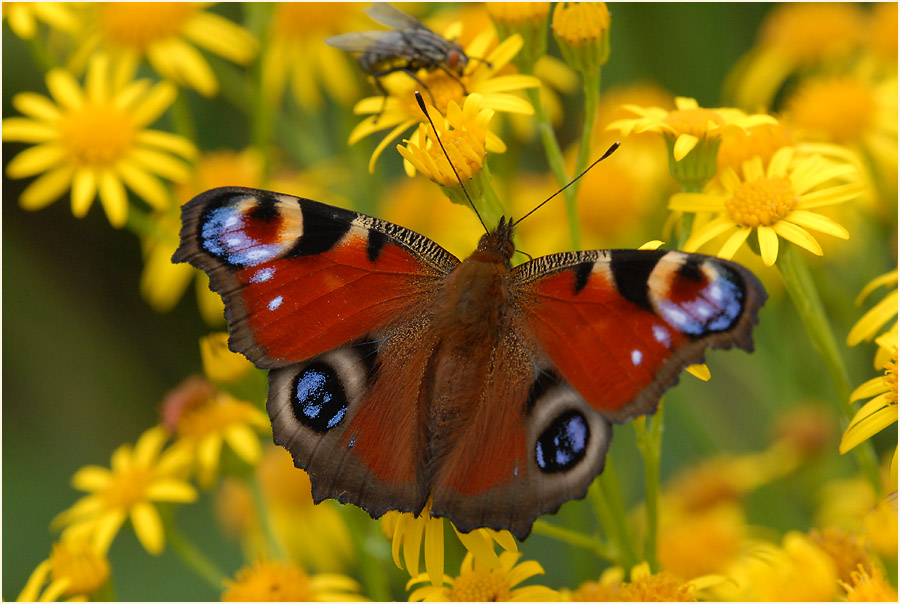 Tagpfauenauge