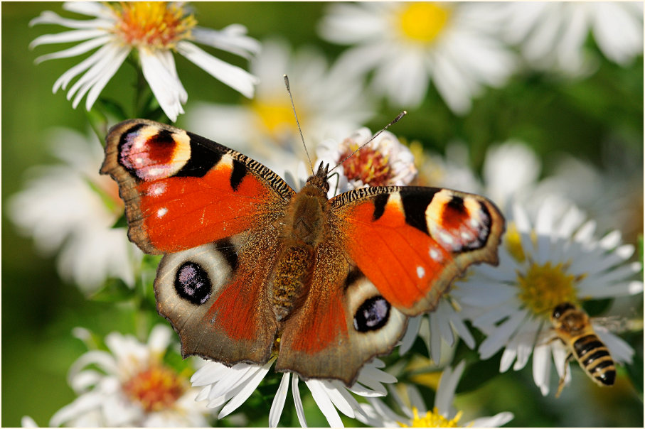 Tagpfauenauge