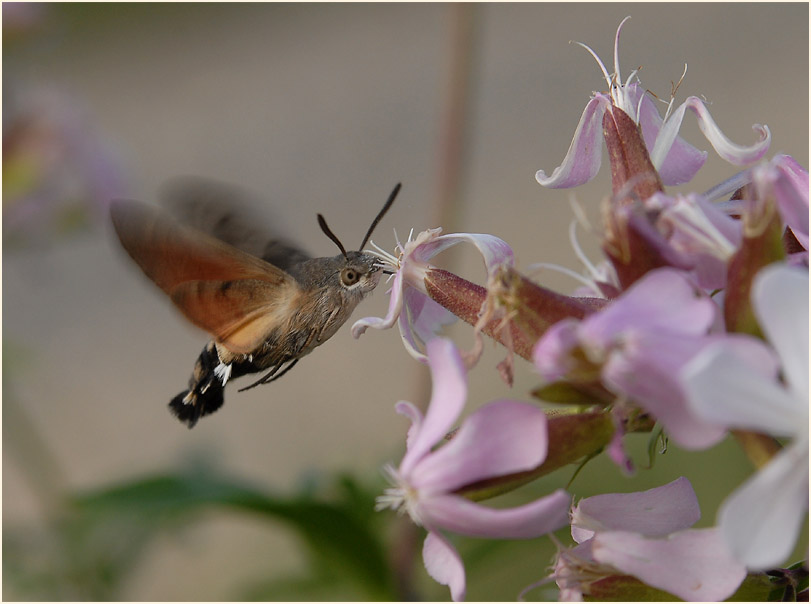 Taubenschwänzchen (Macroglossum stellatarum)