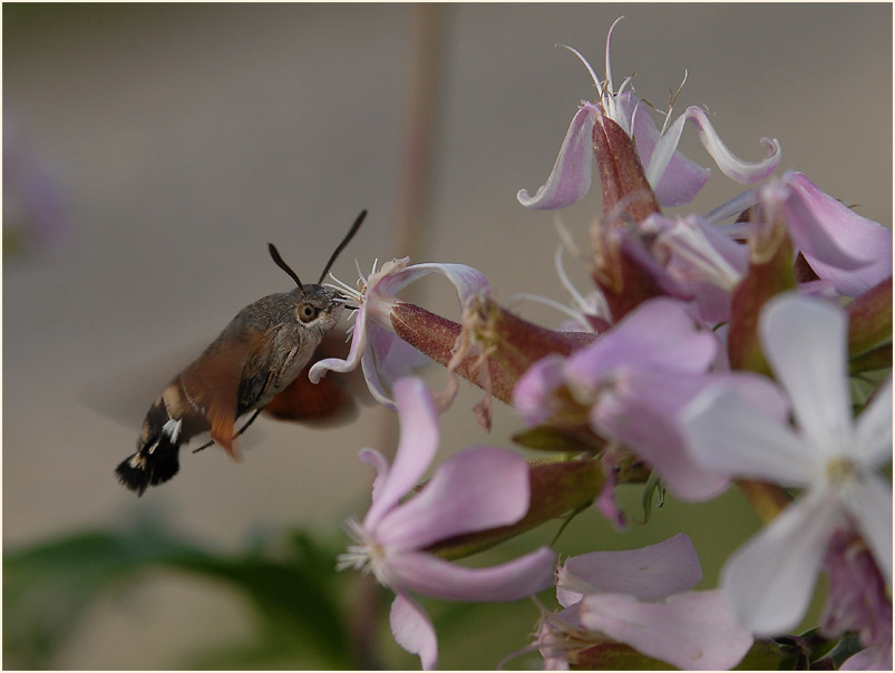 Taubenschwänzchen (Macroglossum stellatarum)