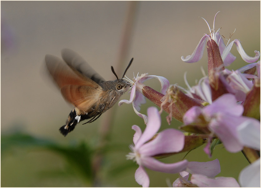 Taubenschwänzchen (Macroglossum stellatarum)