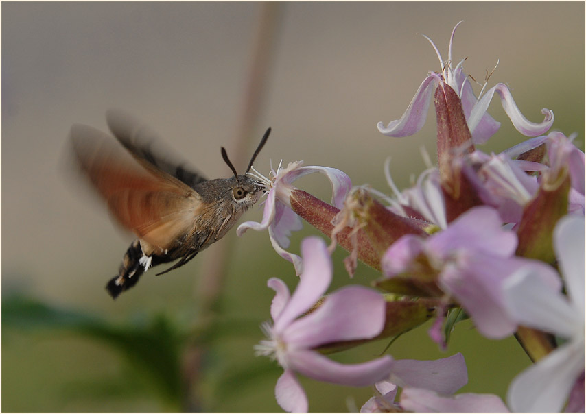 Taubenschwänzchen (Macroglossum stellatarum)