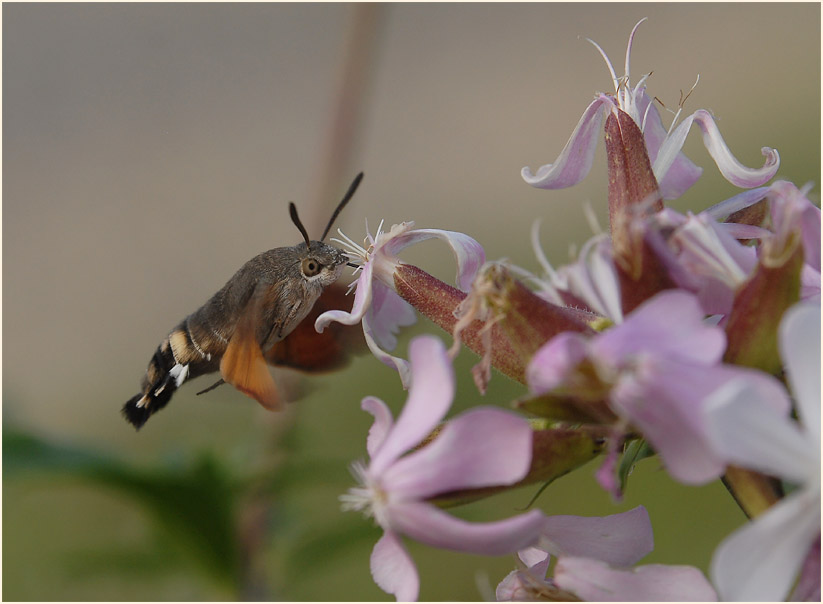 Taubenschwänzchen (Macroglossum stellatarum)