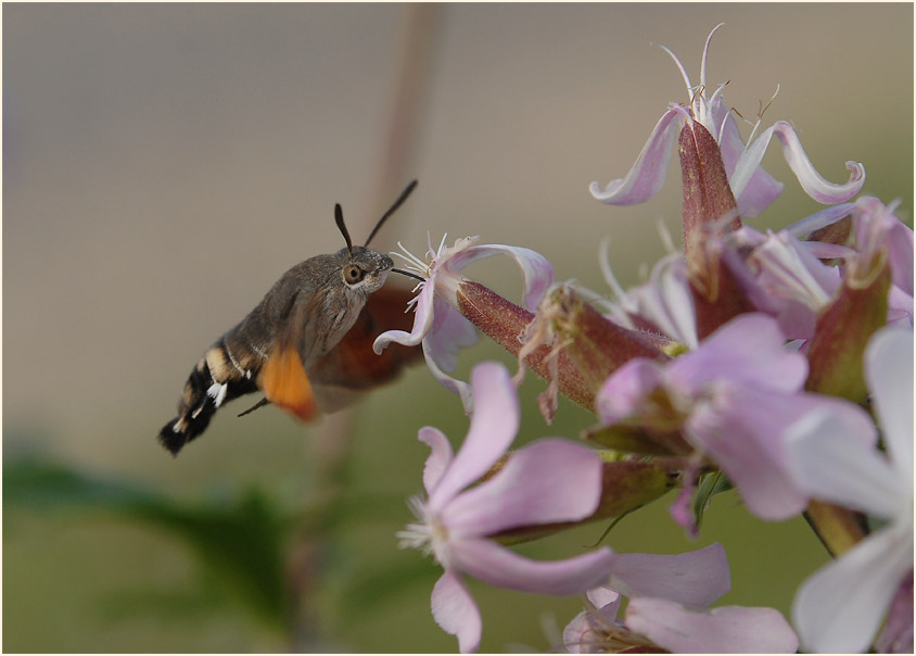 Taubenschwänzchen (Macroglossum stellatarum)